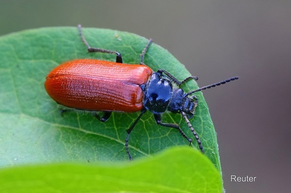 Pflanzenkäfer (Omophlus sp.) 