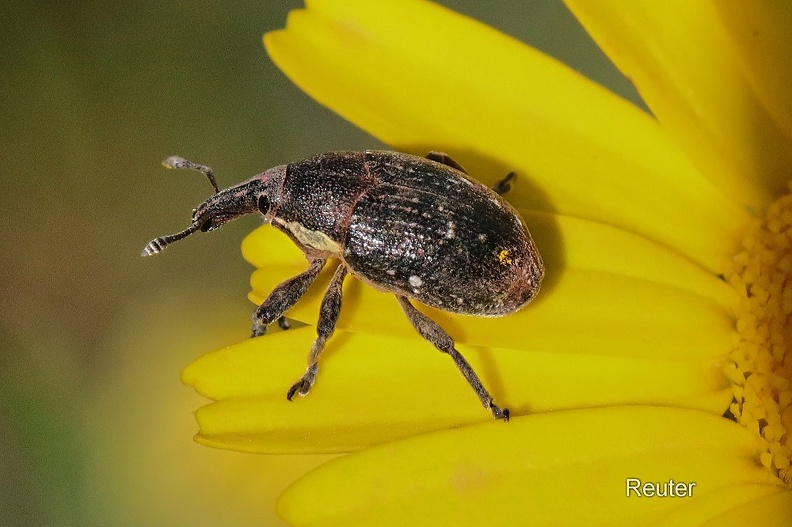 Rüsselkäfer - Weevil (Larinus sp.)
Foto: Karl Reuter
Ort: Bibbona, Italien
Kamera: Canon EOS 70 D, EF 100 mm 1:2,8 L IS USM (Canon)
Rüsselkäfer Toskana (Larinus maurus).jpg