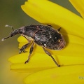 Rüsselkäfer (Larinus sp.)