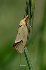 Wickler (Agapeta hamana)