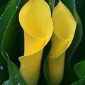 Goldene Callalilie (Zantedeschia elliottiana).jpg