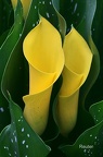 Goldene Calla-Lilie (Zantedeschia elliottiana)