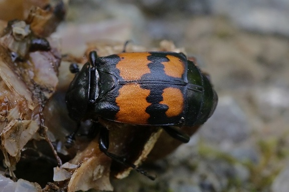 Schwarzhörniger Totengräber (Necrophorus vespilloides)