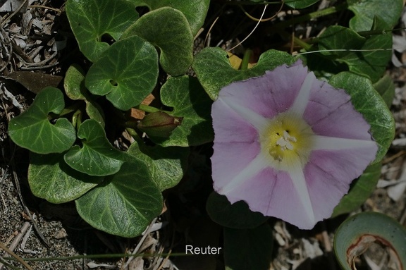 Strandwinde (Calystegia soldanella)