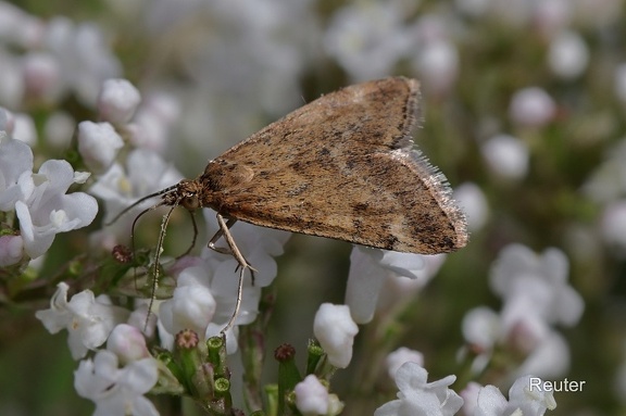 Olivenbrauner Zünsler (Pyrausta despicata)