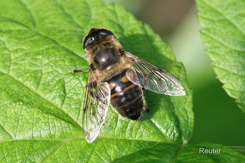 Mistbiene (Eristalis tenax)