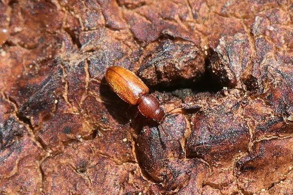 Tropischer Schimmelplattkäfer (Ahasverus advena) 