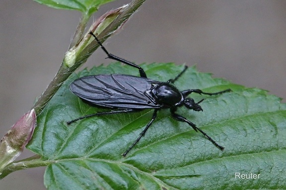 Märzhaarmücke (Bibio marci)