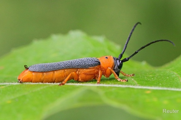 Rothalsiger Weidenbock (Oberea oculata)