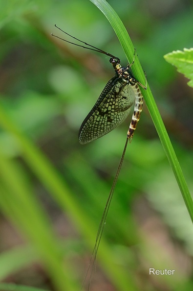 Eintagsfliege  (Rhithrogena germanica).jpg