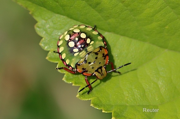 Grüne Reiswanze (Nezara viridula) 