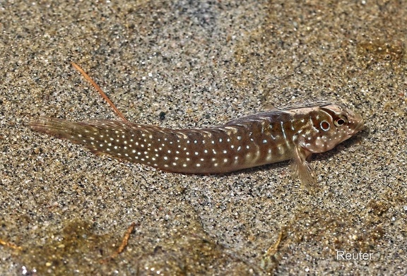 Pfauenschleimfisch (Salaria pavo)