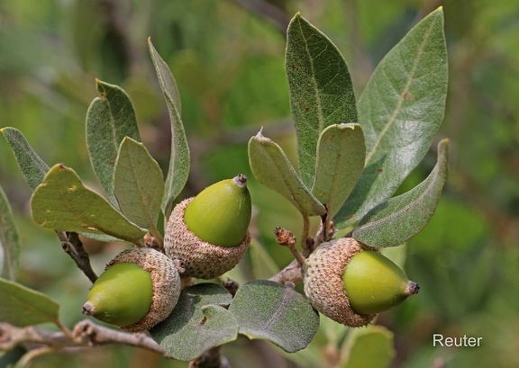 Steineiche (Quercus ilex)