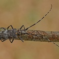 Gefleckter Langhornbock (Monochamus galloprovincialis)