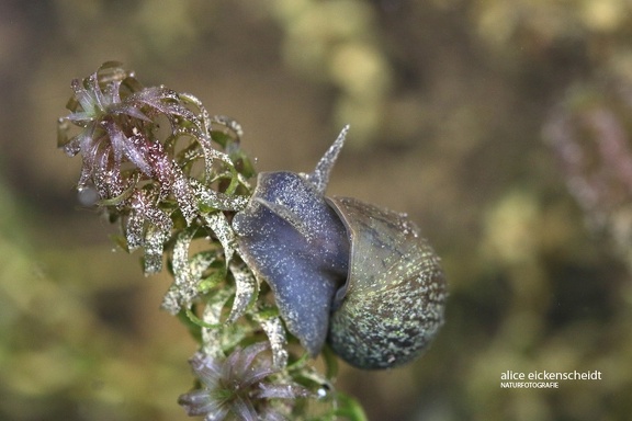 Spitzschlammschnecke (Lymnaea stagnalis)