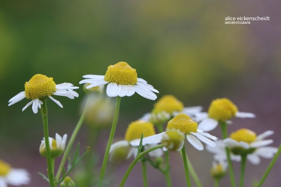 Echte Kamille (Matricaria chamomilla)