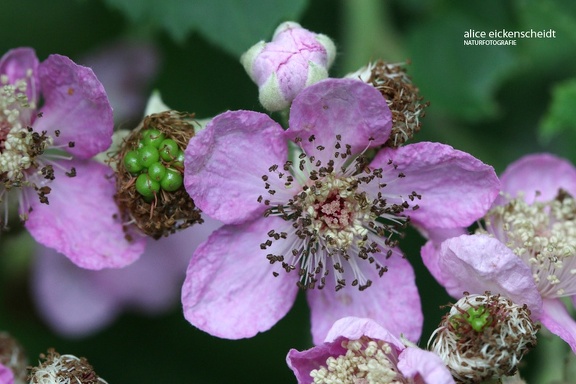 Mittelmeer-Brombeere (Rubus ulmifolius)