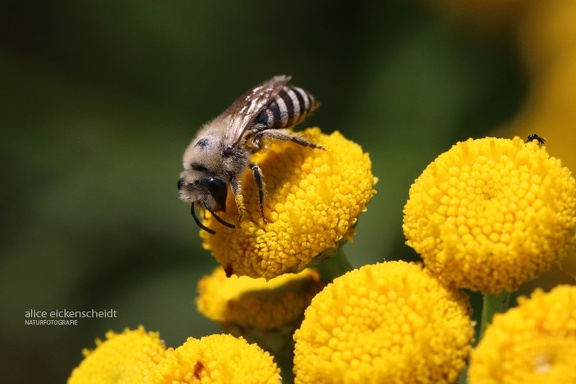 Gemeine Seidenbiene (Colletes daviesanus)