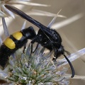 Borstige Dolchwespe (Scolia hirta)