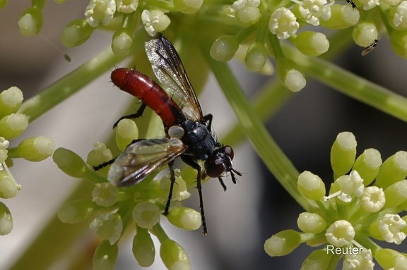 Raupenfliege (Cylindromyia bicolor)