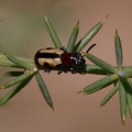 Zirpkäfer (Crioceris paracenthesis)
