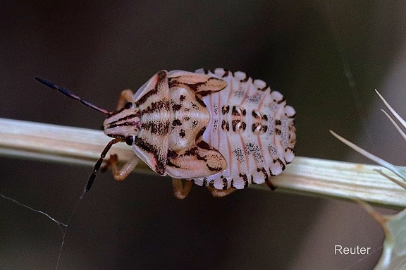 Purpur-Baumwanze (Carpocoris purpureipennis)