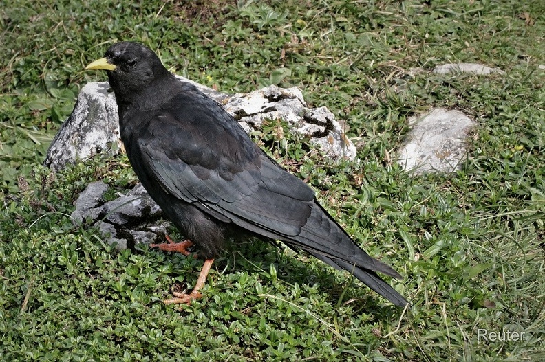 Alpendohle (Pyrrhocorax graculus),.jpg