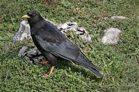 Alpendohle (Pyrrhocorax graculus)