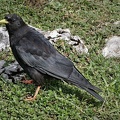 Alpendohle (Pyrrhocorax graculus)