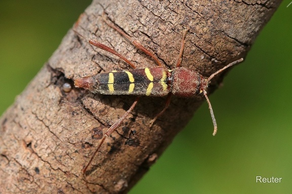 Bockkäfer (Neoclytus acuminatus)