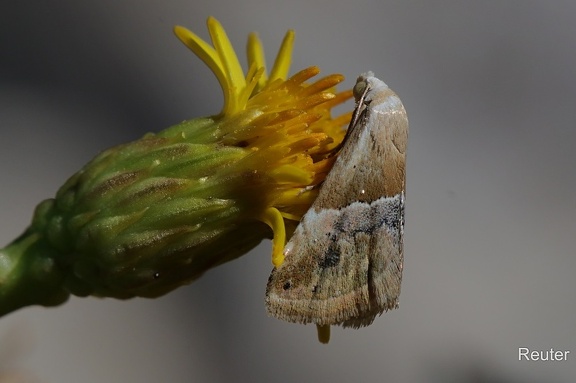 Geröllsteppenheiden-Zwergeulchen (Eublemma parva)