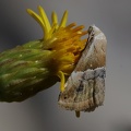 Geröllsteppenheiden-Zwergeulchen (Eublemma parva)