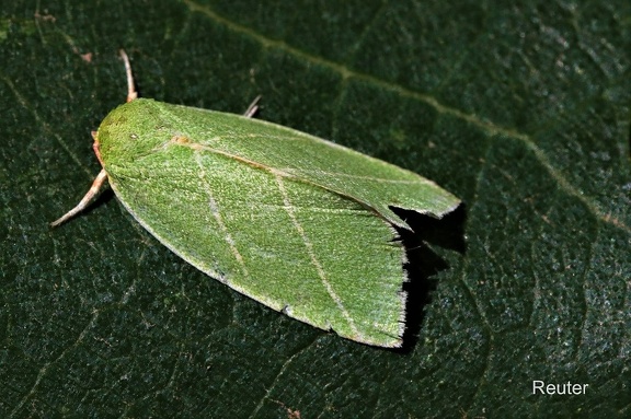 Eichen-Kahneule (Bena bicolorana)