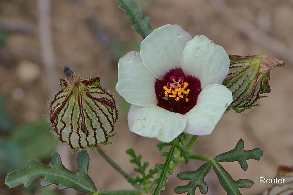 Stunden-Roseneibisch (Hibiscus trionium)