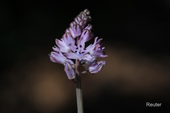 Herbst-Blaustern (Prospero autumnale)