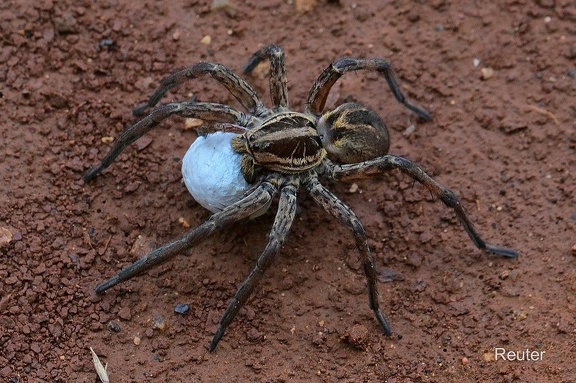 Schwarzbäuchige Tarantel (Hogna radiata)