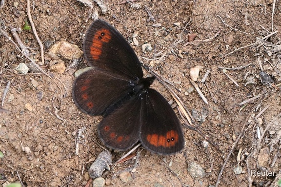 Freyers Alpen-Mohrenfalter (Erebia styx)