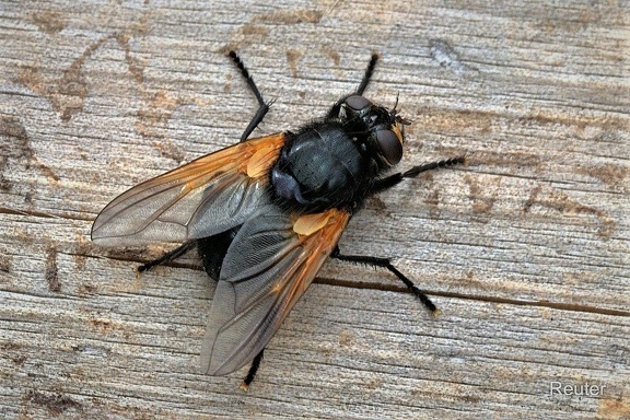 Rinderfliege (Mesembrina meridiana)