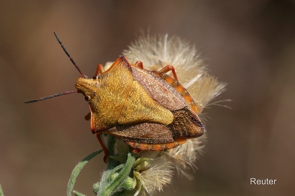 Purpur-Baumwanze (Carpocoris purpureipennis)