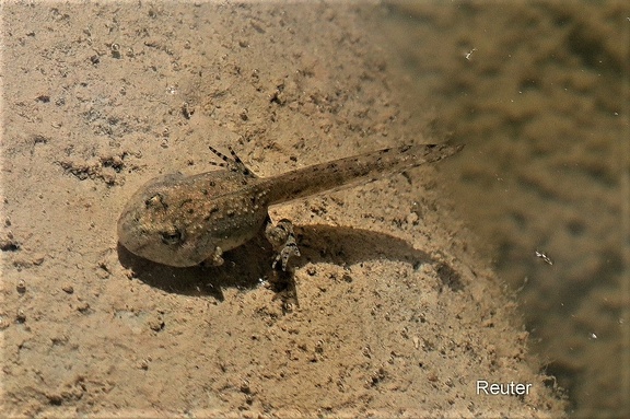 Gelbbauchunke (Bombina variegata)