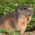 Alpenmurmeltier (Marmota marmota)
