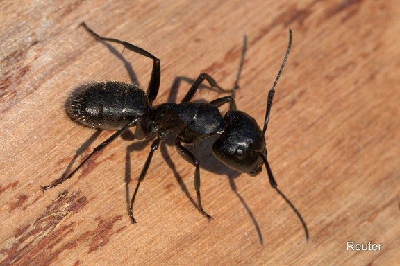 Haarige Holzameise (Camponotus vagus)