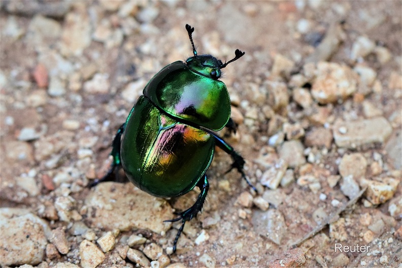 Frühlingsmistkäfer - Springtime Dung Beetle (Trypocopris vernalis)
grüne Variante - green variant
Foto: Karl Reuter
Ort: Loborika, Kroatien
Kamera: Canon EOS 80 D, EF 100 mm 1:2,8 L IS USM (Canon) Frühlingsmistkäfer (Trypocopris vernalis).jpg