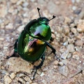 Frühlingsmistkäfer (Trypocopris vernalis)