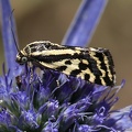 Ackerwinden-Bunteulchen (Acontia trabealis)