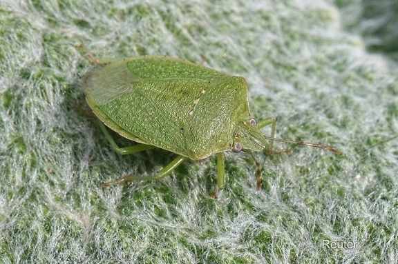 Grüne Reiswanze (Nezara viridula)