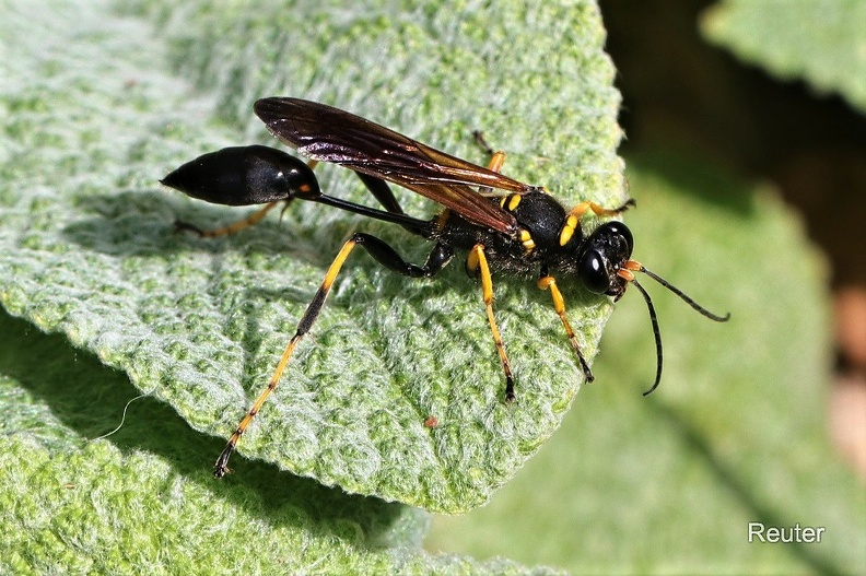 Amerikanische Mauerwespe - Yellow-Legged Mud-Dauber Wasp (Sceliphron caementarium)
Foto: Karl Reuter
Ort: Loborika, Kroatien
Kamera: Canon EOS 80 D, EF 100 mm 1:2,8 L IS USM (Canon)
Orientalische Mauer- oder Mörtelwespe (Sceliphron curvatum).jpg