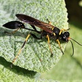 Amerikanische Mauerwespe (Sceliphron caementarium)