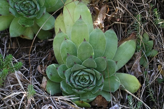 Dach-Hauswurz (Sempervivum tectorum)