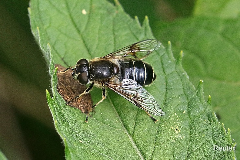 Glänzende Keilfleckschwebfliege (Eristalis rupium) .jpg